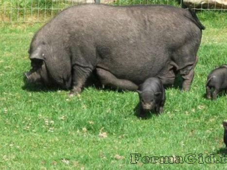Советы разведения вислобрюхих вьетнамских свиней в домашних условиях Чем отличается вьетнамская свинья от простой